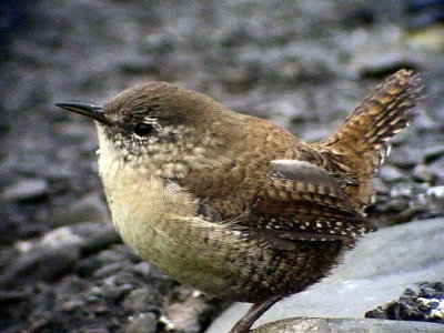 Grdsmyg Wren Troledytes trogledytes