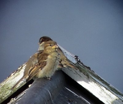 Grsparv Passer domesticus House Sparrow