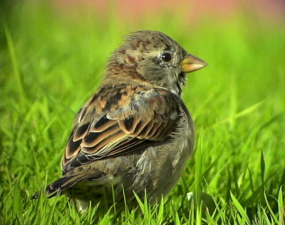 Grsparv Passer domesticus House Sparrow