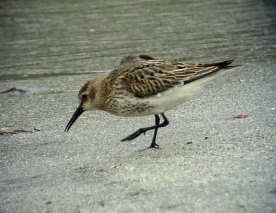 Krrsnppa Calidris alpina Dunlin