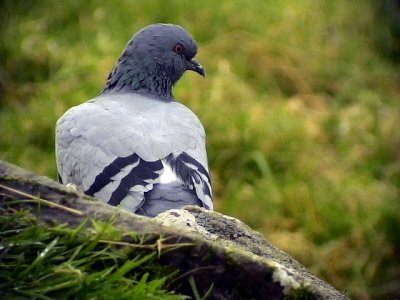 Tamduva Columba livia (domest.) Feral Pigeon
