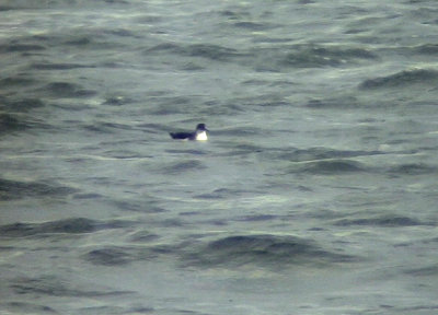 Mindre lira Puffinus puffinus Manx Shearwater