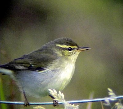 Nordsngare<br> Phylloscopus borealis<br> Arctic Warbler