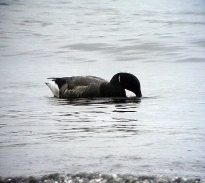 Prutgs Branta bernicla Brent Goose