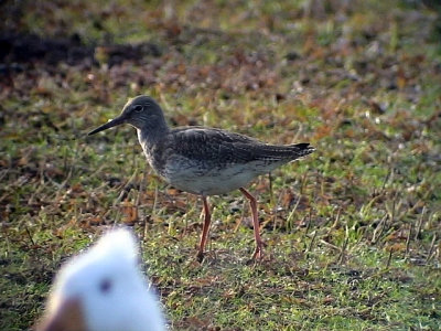 Rdbena Tringa totanus Common Redshank