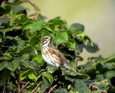 RdvingetrastTurdus iliacus Redwing