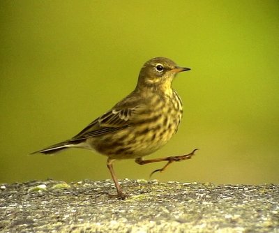 Skrpiplrka<br> Rock Pipit<br> Anthus petrosus