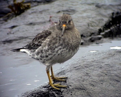 Skrsnppa Calidris maritima Purple Sandpiper