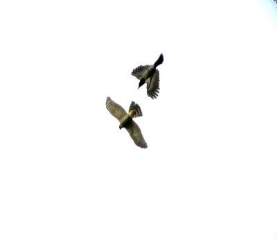 Sparvhk<br> Accipiter nisus<br>Sparrowhawk