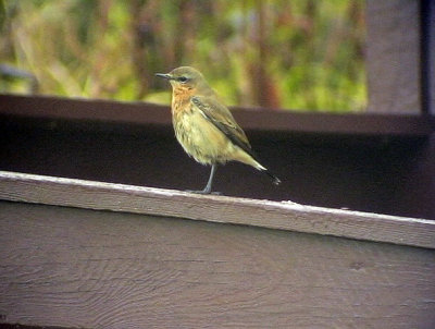 Stenskvtta Oenanthe oenanthe Northern Wheatear