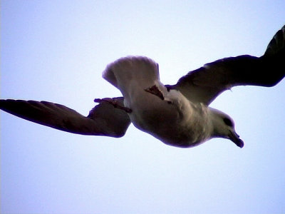 Stormfgel Fulmarus glacialis Northern Fulmar