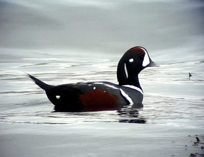 Strmand Histrionicus histrionicus Harlequin Duck