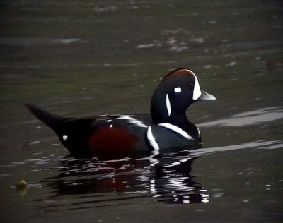 Strmand Histrionicus histrionicus Harlequin Duck