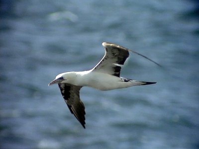 Havssula<br>Morus bassanus<br>Northern Gannet