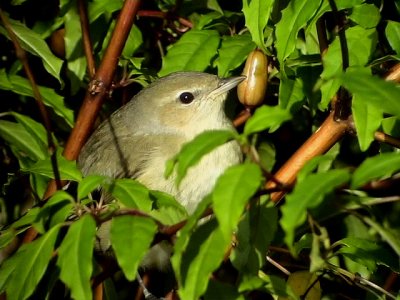 Trädgårdssångare Sylvia borin Garden Warbler