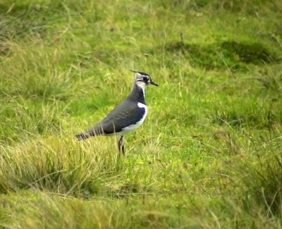 Tofsvipa Vanellus vanellus Northern Lapwing