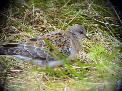 Turturduva Streptopelia turtur European Turtle Dove