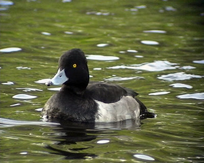 Vigg Aythya fuligula Tufted Duck