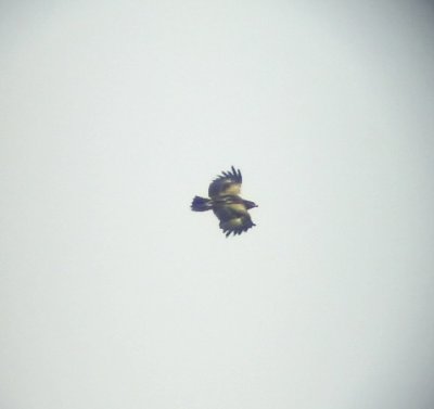 Mindre skrikrn Lesser Spotted Eagle Aquila pomarina