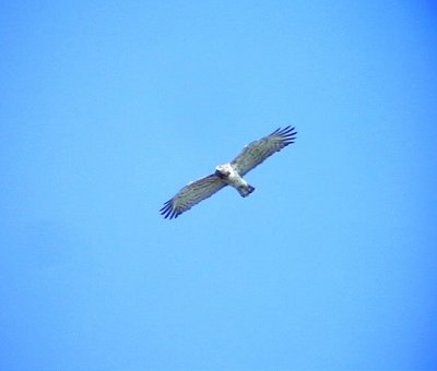 Ormrn Circaetus gallicus Short-toed Eagle