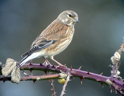 Hämpling Linnet Carduelis cannabina