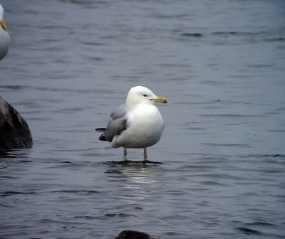 Kaspisk trut Caspian Gull Larus cachinnans