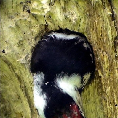 Mindre hackspett, Dendrocopos minor, Lesser Spotted Woodpecker