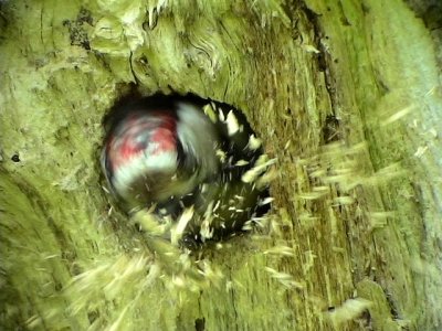 Mindre hackspett, Dendrocopos minor, Lesser Spotted Woodpecker