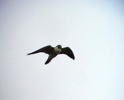 Pilgrimsfalk <br> Falco peregrinus<br> Peregrine Falcon