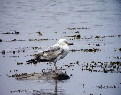 Kaspisk trut<br> Caspian Gull<br> Larus cachinnans
