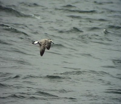 Kaspisk trut Caspian Gull Larus cachinnans