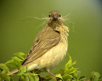 Rosenfink Carpodacus erythrinus Common Rosefinch