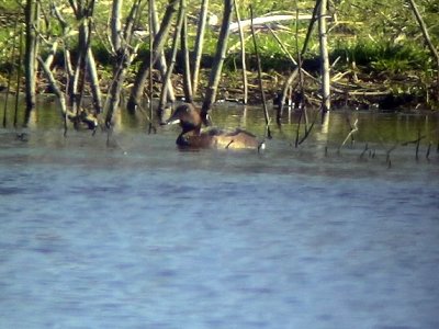 Vitgd dykand Aythya nyroca Ferruginous Duck