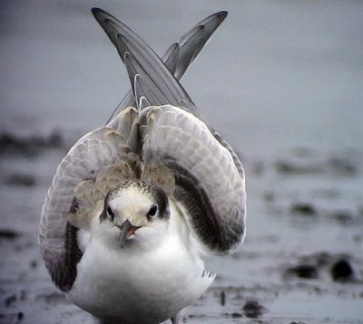 Fisktrna Common tern Sterna hirundo