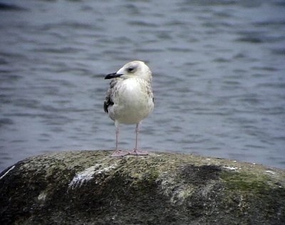 Kaspisk trut Caspian Gull Larus cachinnans