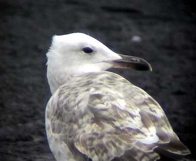 Kaspisk trut Caspian Gull Larus cachinnans