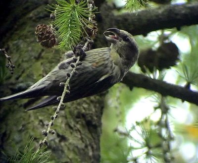 Mindre korsnbb<br> Loxia curvirostra<br> Common Crossbill