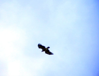 Mindre skrikrn Aquila pomarina Lesser Spotted Eagle