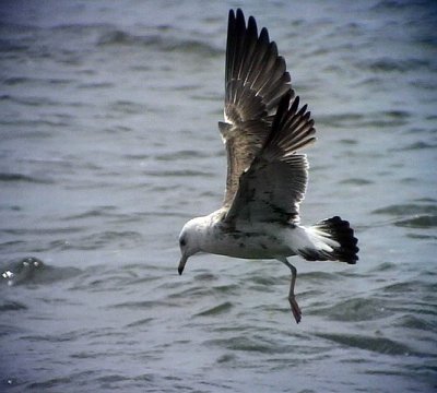 Silltrut Larus fuscus Lesser Black-backed Gull