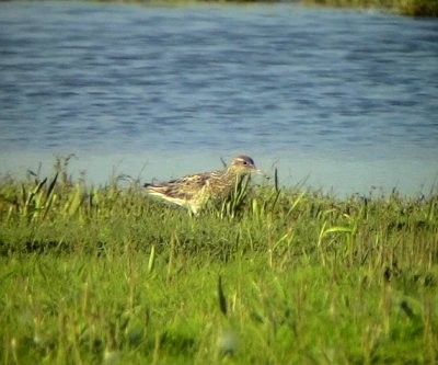 Spetsstjärtad snäppa Calidris acuminata Sharp-tailed Sandpiper