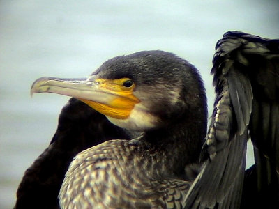 Storskarv, 	Phalacrocorax carbo, Great Cormorant