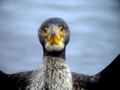 Storskarv, 	Phalacrocorax carbo, Great Cormorant