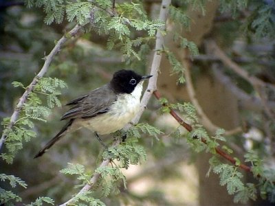 Arabsångare Arabian Warbler Sylvia leucomelaena