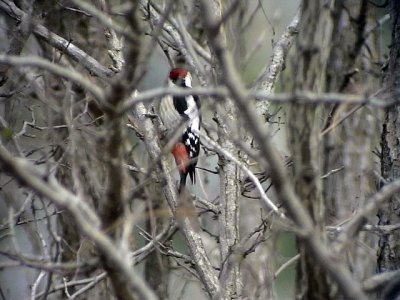 Balkanspett<br> Syrian Woodpecker<br> Dendrocopos syriacus