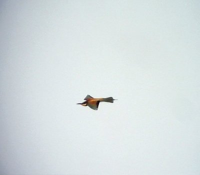 Bitare Merops apiaster European Bee-eater