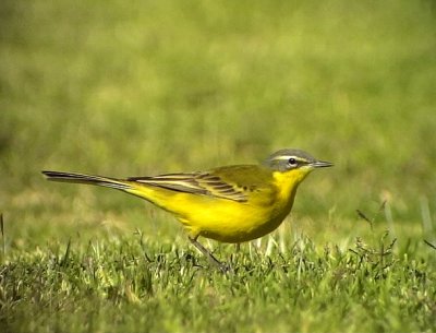 Gulrla Yellow wagtail Motacilla flava