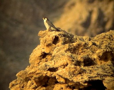 Berberfalk  Barbary Falcon  Falco pelegrinoides