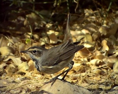 Blhake Bluethroat Luscinia svecica