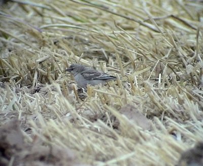 Blek stensparv Pale Rockfinch  Petronia brachydactyla