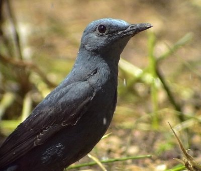 Bltrast<br> Blue Rock Thrush<br> Monticola solitarius